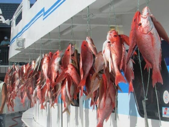 Capt Andersons Full Day Snapper Pic