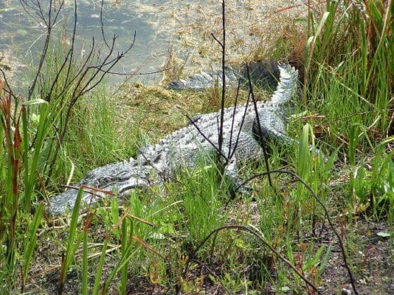 Summer Activities Alligator