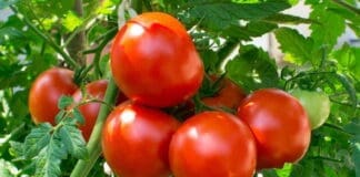 Tomatoes Helios4eos Gettyimages Edit