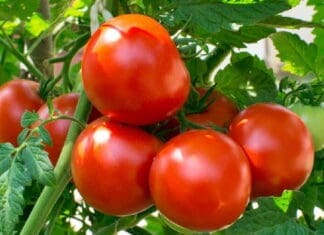 Troubleshooting Tomatoes Tomatoes Helios4eos Gettyimages Edit