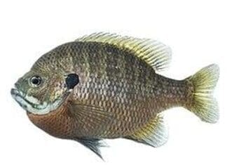 Ft Fish